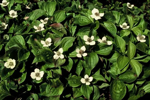 Teppichhartriegel 48er-Set (Cornus canadensis) – winterharte Staude, Topf-Ø 9 cm, Höhe ca. 25 cm