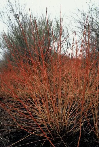 Roter Hartriegel 'Midwinter Fire' 48er-Set (Cornus sanguinea) – winterharter Strauch, Topf-Ø 9 cm, Höhe ca. 25 cm