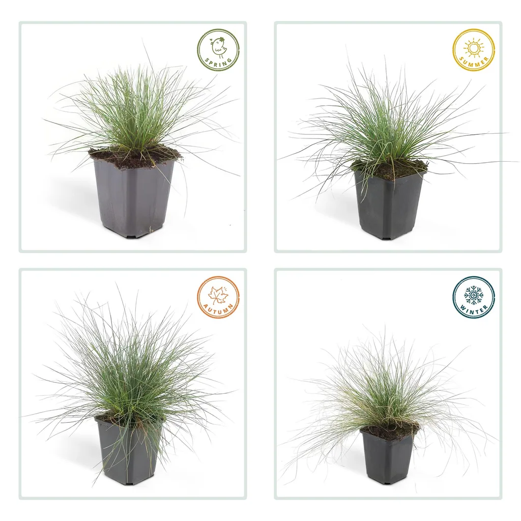 Blauschwingel 'Elijah Bleu' 48er-Set (Festuca glauca) – winterhartes Ziergras, Topf-Ø 9 cm, Höhe ca. 25 cm