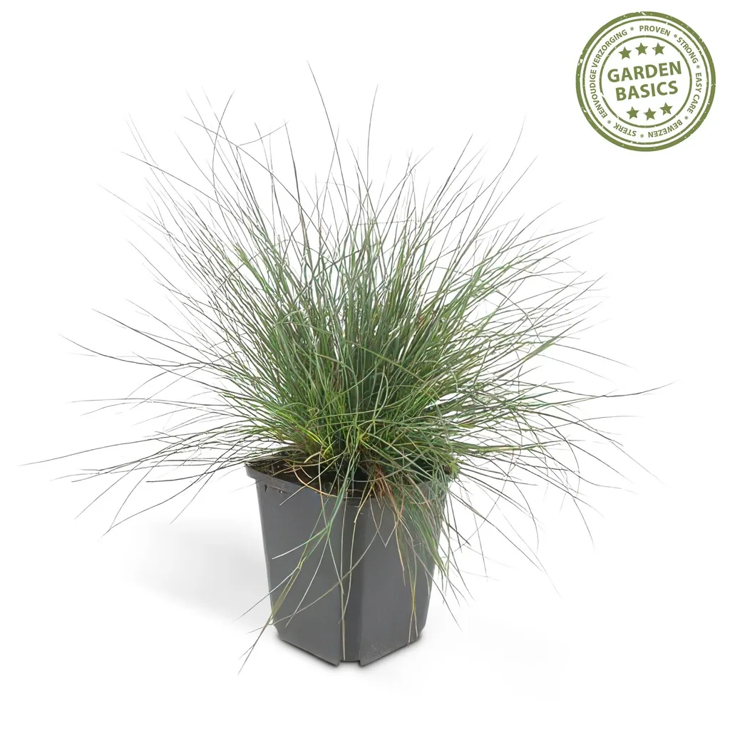 Blauschwingel 'Elijah Bleu' 48er-Set (Festuca glauca) – winterhartes Ziergras, Topf-Ø 9 cm, Höhe ca. 25 cm