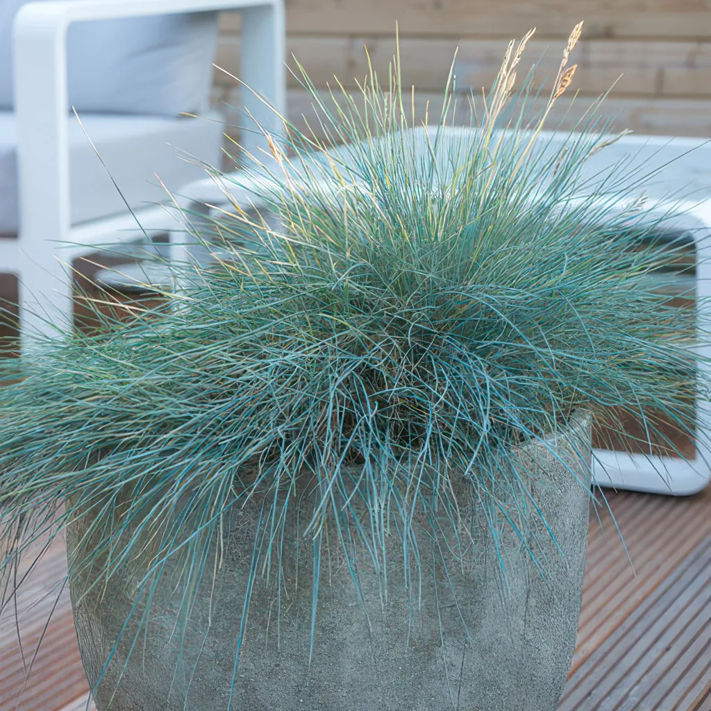 Blauschwingel 'Elijah Bleu' 48er-Set (Festuca glauca) – winterhartes Ziergras, Topf-Ø 9 cm, Höhe ca. 25 cm