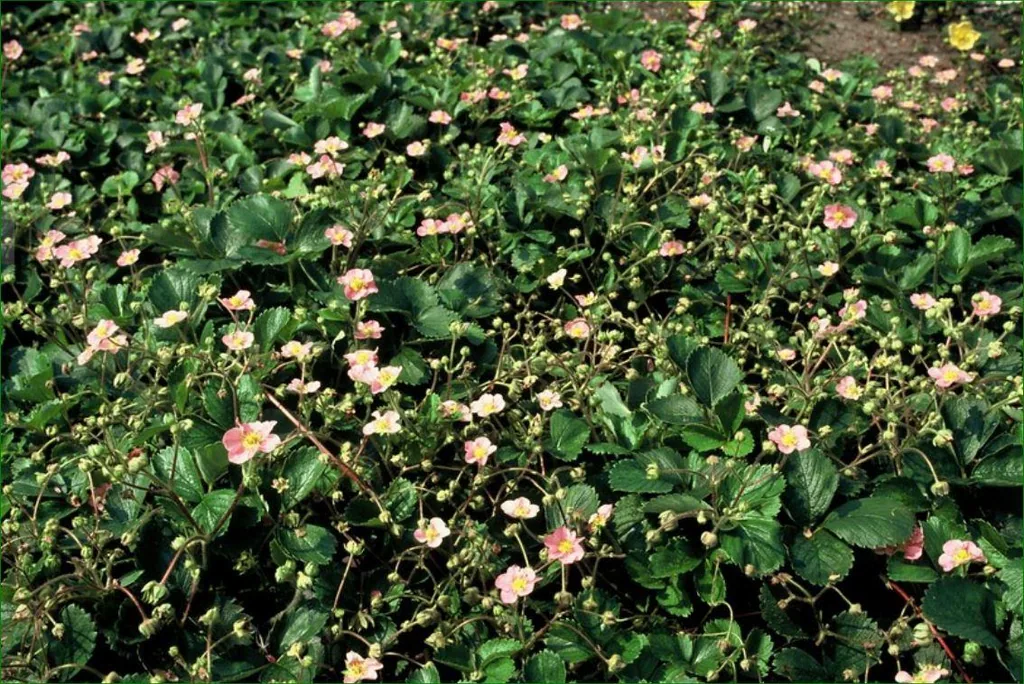 Walderdbeere 24er-Set (Fragaria vesca) – winterharte Wildobst-Staude, Topf-Ø 9 cm, Höhe ca. 25 cm