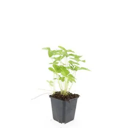 Walderdbeere 24er-Set (Fragaria vesca) – winterharte Wildobst-Staude, Topf-Ø 9 cm, Höhe ca. 25 cm