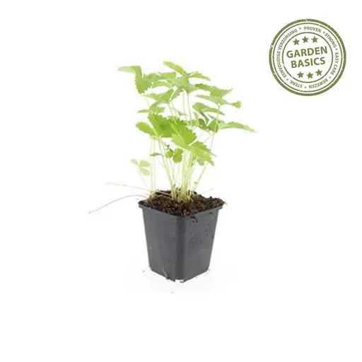 Walderdbeere 48er-Set (Fragaria vesca) – winterharte Wildobst-Staude, Topf-Ø 9 cm, Höhe ca. 25 cm