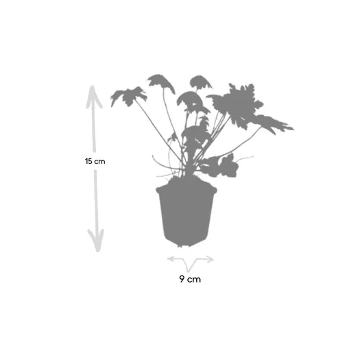 Geranie 'Spessart' 24er-Set (Geranium macrorrhizum) – winterharte Staude, Topf-Ø 9 cm, Höhe ca. 25 cm