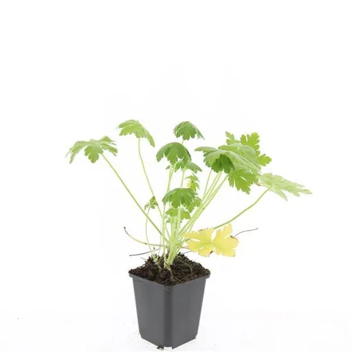 Geranie 'Spessart' 24er-Set (Geranium macrorrhizum) – winterharte Staude, Topf-Ø 9 cm, Höhe ca. 25 cm
