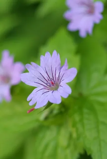 Knotiger Storchschnabel 48er-Set (Geranium nodosum) – winterharte Staude, Topf-Ø 9 cm, Höhe ca. 25 cm