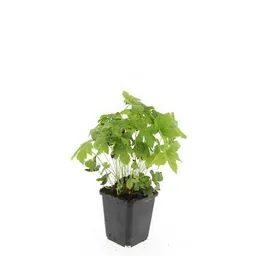 Knotiger Storchschnabel 48er-Set (Geranium nodosum) – winterharte Staude, Topf-Ø 9 cm, Höhe ca. 25 cm