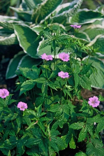 Knotiger Storchschnabel 48er-Set (Geranium nodosum) – winterharte Staude, Topf-Ø 9 cm, Höhe ca. 25 cm