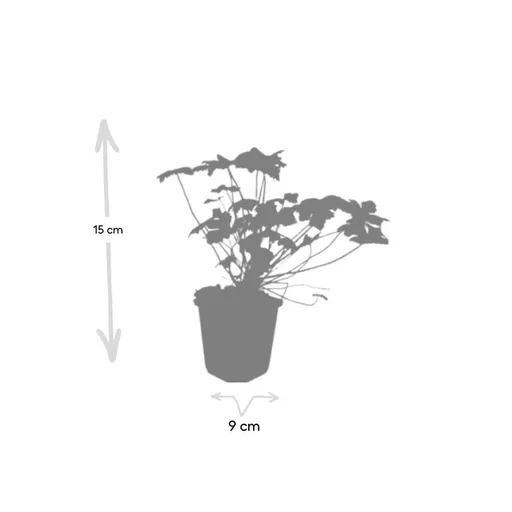 Storchschnabel 'Tiny Monster' 24er-Set (Geranium) – Staude, Topf-Ø 9 cm, Höhe ca. 10–25 cm