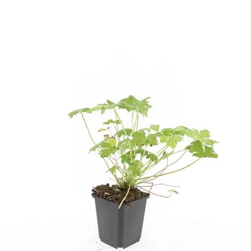 Geranie 'Tiny Monster' 48er-Set (Geranium) – winterharte Staude, Topf-Ø 9 cm, Höhe ca. 25 cm