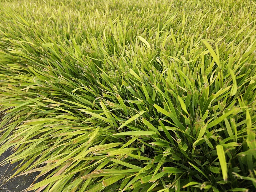 Japanisches Berggras 24er-Set (Hakonechloa macra) – winterhartes Ziergras, Topf-Ø 9 cm, Höhe ca. 25 cm