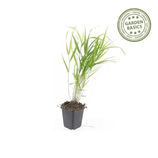 Japanisches Berggras 24er-Set (Hakonechloa macra) – winterhartes Ziergras, Topf-Ø 9 cm, Höhe ca. 25 cm