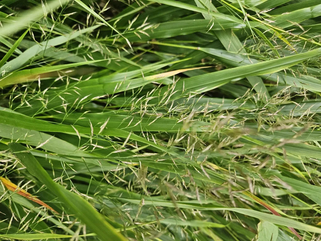 Japanisches Berggras 24er-Set (Hakonechloa macra) – winterhartes Ziergras, Topf-Ø 9 cm, Höhe ca. 25 cm