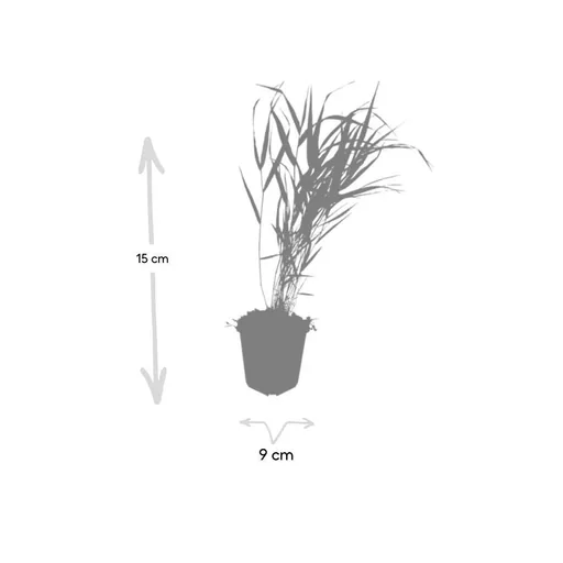 Japanisches Berggras 24er-Set (Hakonechloa macra) – winterhartes Ziergras, Topf-Ø 9 cm, Höhe ca. 25 cm