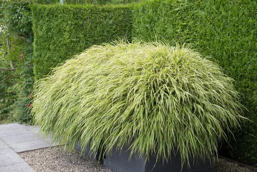 Japanisches Berggras 48er-Set (Hakonechloa macra) – winterhartes Ziergras, Topf-Ø 9 cm, Höhe ca. 25 cm