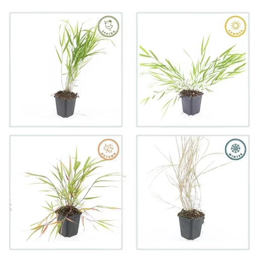Japanisches Berggras 48er-Set (Hakonechloa macra) – winterhartes Ziergras, Topf-Ø 9 cm, Höhe ca. 25 cm