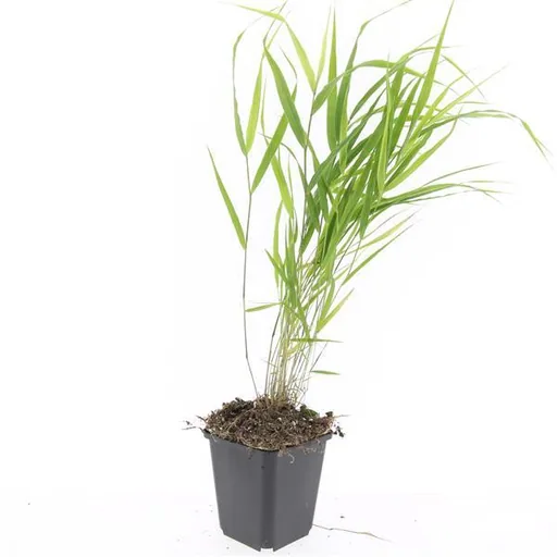 Japanisches Berggras 48er-Set (Hakonechloa macra) – winterhartes Ziergras, Topf-Ø 9 cm, Höhe ca. 25 cm