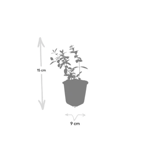 Dummer-Johanniskraut 'Peter Dummer' 24er-Set (Hypericum dummeri) – winterharte Staude, Topf-Ø 9 cm, Höhe ca. 25 cm