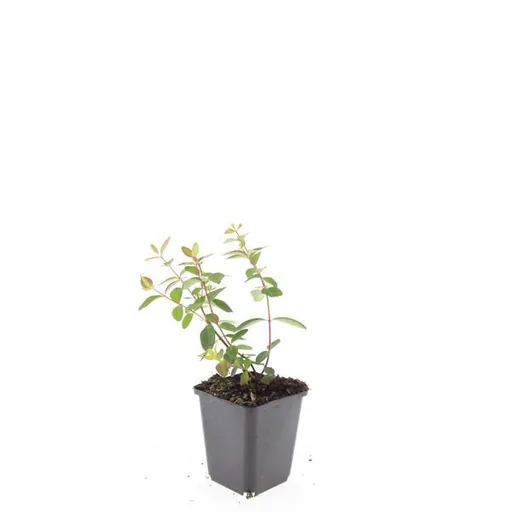 Dummer-Johanniskraut 'Peter Dummer' 24er-Set (Hypericum dummeri) – winterharte Staude, Topf-Ø 9 cm, Höhe ca. 25 cm