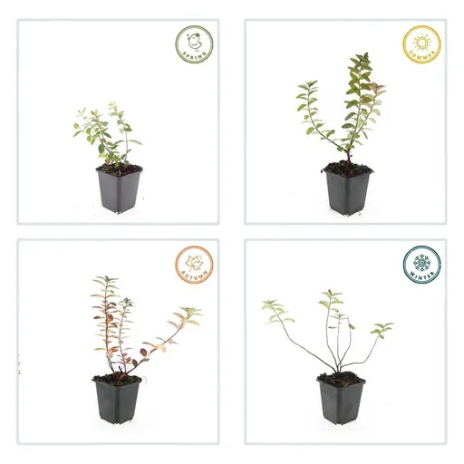 Dummer-Johanniskraut 'Peter Dummer' 24er-Set (Hypericum dummeri) – winterharte Staude, Topf-Ø 9 cm, Höhe ca. 25 cm