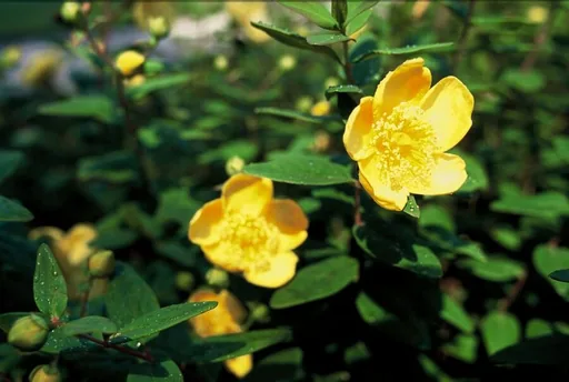 Dummer-Johanniskraut 'Peter Dummer' 24er-Set (Hypericum dummeri) – winterharte Staude, Topf-Ø 9 cm, Höhe ca. 25 cm