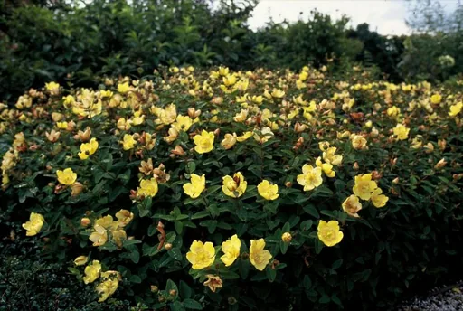 Dummer-Johanniskraut 'Peter Dummer' 48er-Set (Hypericum dummeri) – winterharte Staude, Topf-Ø 9 cm, Höhe ca. 25 cm