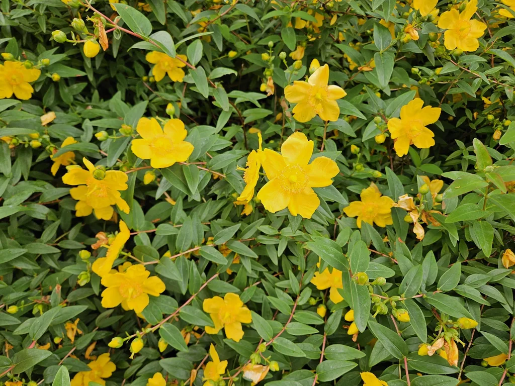 Dummer-Johanniskraut 'Peter Dummer' 48er-Set (Hypericum dummeri) – winterharte Staude, Topf-Ø 9 cm, Höhe ca. 25 cm