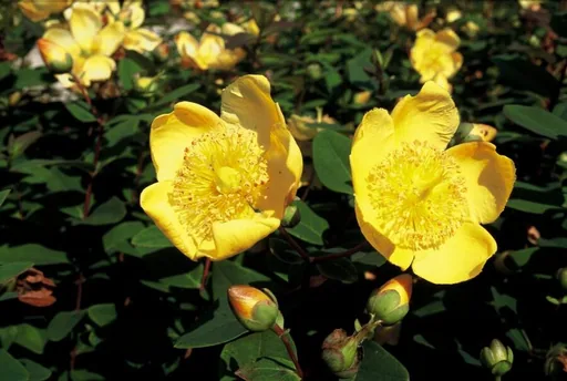 Dummer-Johanniskraut 'Peter Dummer' 48er-Set (Hypericum dummeri) – winterharte Staude, Topf-Ø 9 cm, Höhe ca. 25 cm