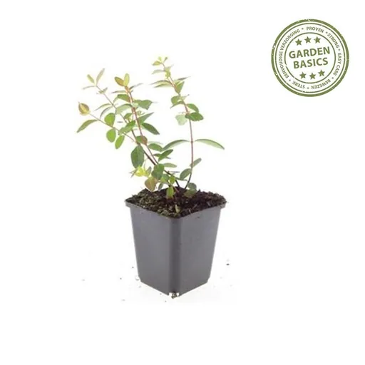 Dummer-Johanniskraut 'Peter Dummer' 48er-Set (Hypericum dummeri) – winterharte Staude, Topf-Ø 9 cm, Höhe ca. 25 cm