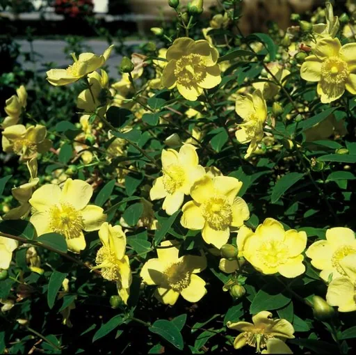 Johanniskraut 'Hidcote' 24er-Set (Hypericum perforatum) – winterharte Staude, Topf-Ø 9 cm, Höhe ca. 25 cm