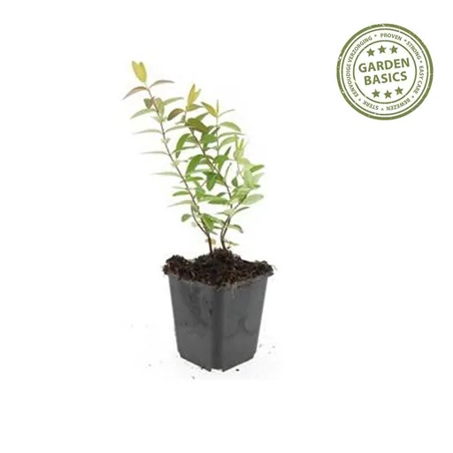 Johanniskraut 'Hidcote' 24er-Set (Hypericum perforatum) – winterharte Staude, Topf-Ø 9 cm, Höhe ca. 25 cm