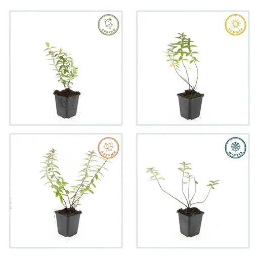 Johanniskraut 'Hidcote' 24er-Set (Hypericum perforatum) – winterharte Staude, Topf-Ø 9 cm, Höhe ca. 25 cm