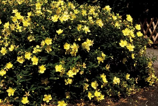 Johanniskraut 'Hidcote' 48er-Set (Hypericum perforatum) – winterharte Staude, Topf-Ø 9 cm, Höhe ca. 25 cm