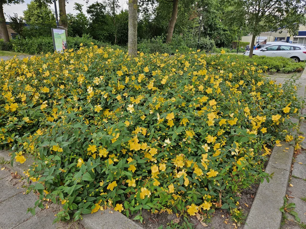 Johanniskraut 'Hidcote' 48er-Set (Hypericum perforatum) – winterharte Staude, Topf-Ø 9 cm, Höhe ca. 25 cm