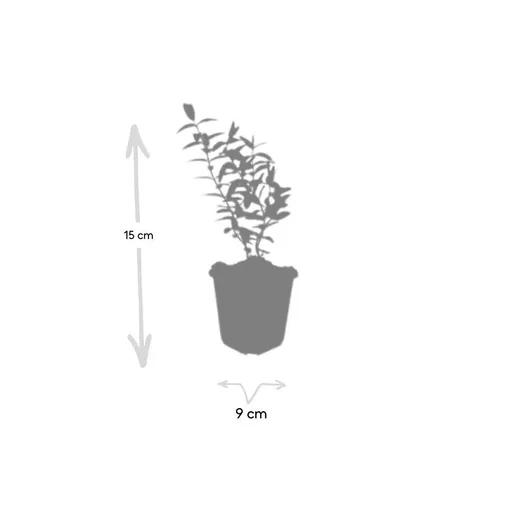 Johanniskraut 'Hidcote' 48er-Set (Hypericum perforatum) – winterharte Staude, Topf-Ø 9 cm, Höhe ca. 25 cm