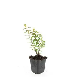 Johanniskraut 'Hidcote' 48er-Set (Hypericum perforatum) – winterharte Staude, Topf-Ø 9 cm, Höhe ca. 25 cm
