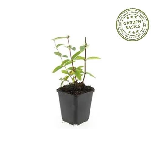 Duftloses Johanniskraut 'Annebel' 48er-Set (Hypericum inodorum) – winterharte Staude, Topf-Ø 9 cm, Höhe ca. 25 cm