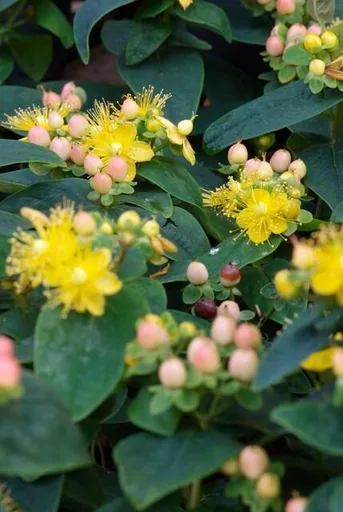 Duftloses Johanniskraut 'Annebel' 48er-Set (Hypericum inodorum) – winterharte Staude, Topf-Ø 9 cm, Höhe ca. 25 cm