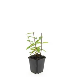 Duftloses Johanniskraut 'Annebel' 48er-Set (Hypericum inodorum) – winterharte Staude, Topf-Ø 9 cm, Höhe ca. 25 cm