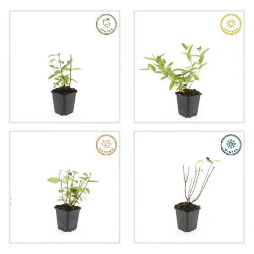 Duftloses Johanniskraut 'Annebel' 48er-Set (Hypericum inodorum) – winterharte Staude, Topf-Ø 9 cm, Höhe ca. 25 cm