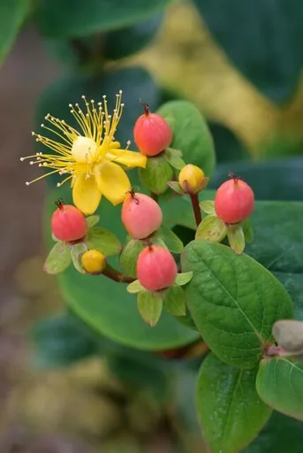Duftloses Johanniskraut 'Annebel' 48er-Set (Hypericum inodorum) – winterharte Staude, Topf-Ø 9 cm, Höhe ca. 25 cm