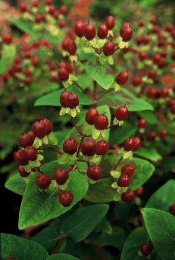 Blut-Johanniskraut 'Beauty' 24er-Set (Hypericum inodorum) – winterharter Blütenstrauch, Topf-Ø 9 cm, Höhe ca. 10–25 cm