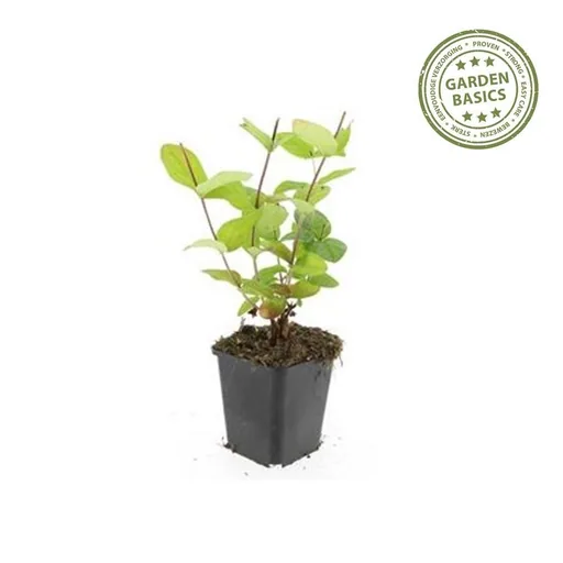 Blut-Johanniskraut 'Beauty' 24er-Set (Hypericum inodorum) – winterharter Blütenstrauch, Topf-Ø 9 cm, Höhe ca. 10–25 cm