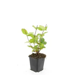 Duftloses Johanniskraut 'Beauty' 48er-Set (Hypericum inodorum) – winterharte Staude, Topf-Ø 9 cm, Höhe ca. 25 cm