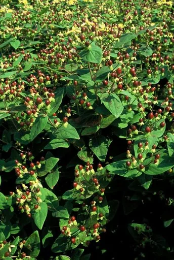 Duftloses Johanniskraut 'Beauty' 48er-Set (Hypericum inodorum) – winterharte Staude, Topf-Ø 9 cm, Höhe ca. 25 cm