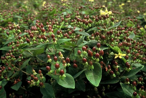Duftloses Johanniskraut 'Rheingold' 24er-Set (Hypericum inodorum) – winterharte Staude, Topf-Ø 9 cm, Höhe ca. 25 cm