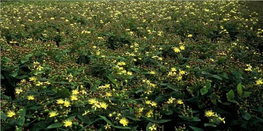 Duftloses Johanniskraut 'Rheingold' 24er-Set (Hypericum inodorum) – winterharte Staude, Topf-Ø 9 cm, Höhe ca. 25 cm