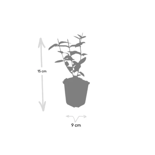Duftloses Johanniskraut 'Rheingold' 24er-Set (Hypericum inodorum) – winterharte Staude, Topf-Ø 9 cm, Höhe ca. 25 cm