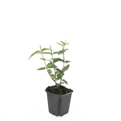 Duftloses Johanniskraut 'Rheingold' 24er-Set (Hypericum inodorum) – winterharte Staude, Topf-Ø 9 cm, Höhe ca. 25 cm